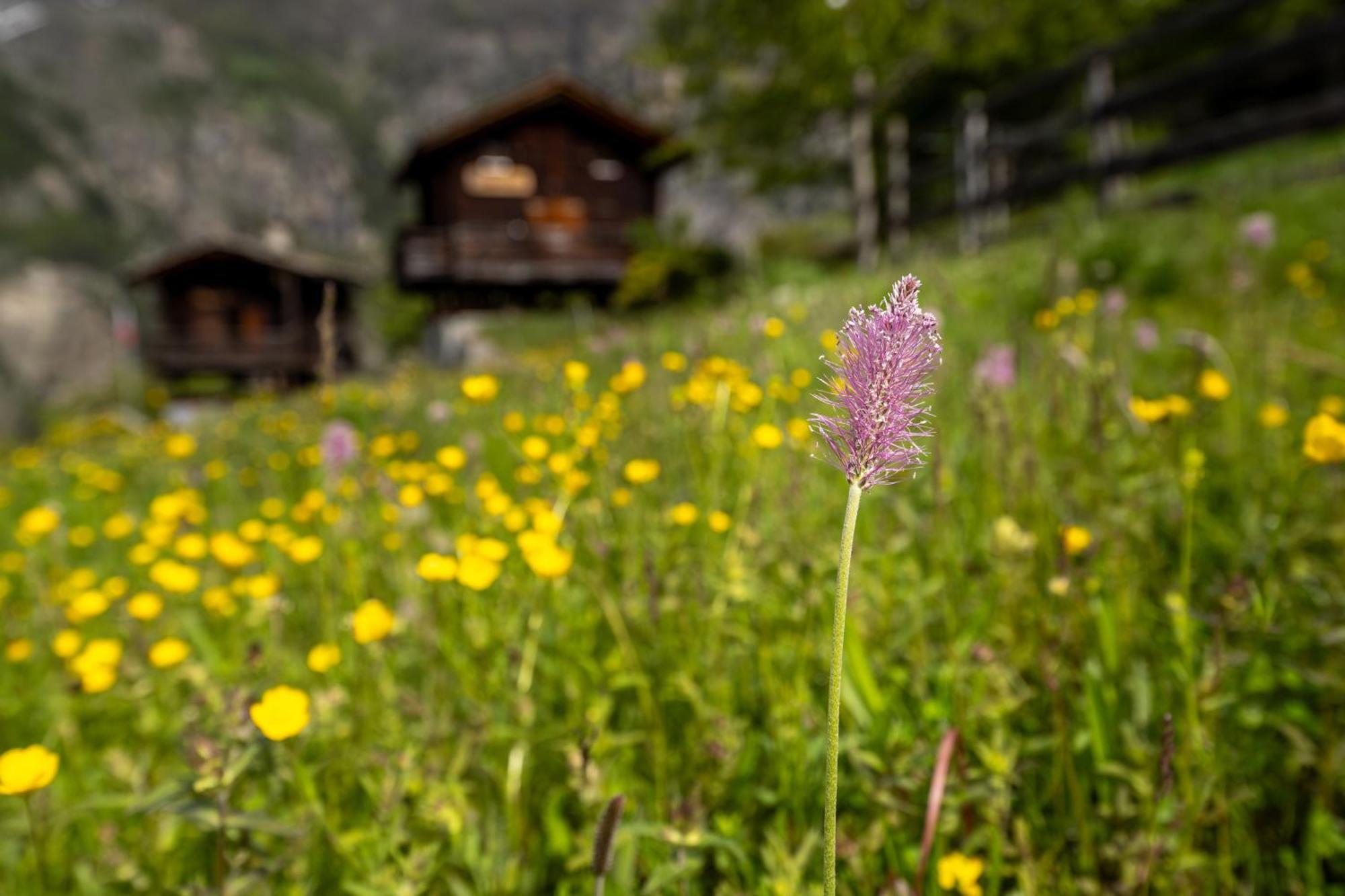 Korn-Stadel Arida Prata "Natur Pur" Grächen Dış mekan fotoğraf