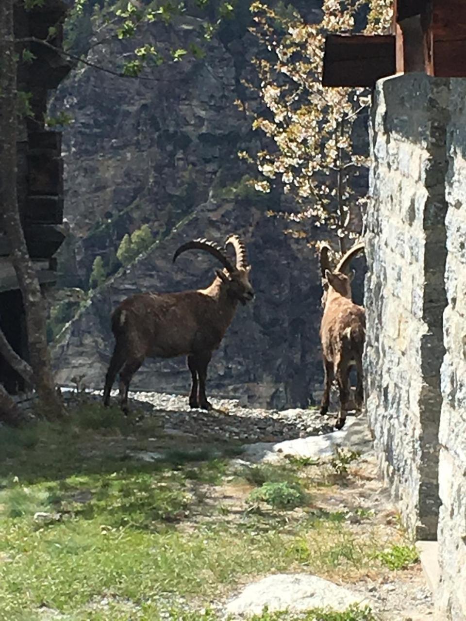 Korn-Stadel Arida Prata "Natur Pur" Grächen Dış mekan fotoğraf